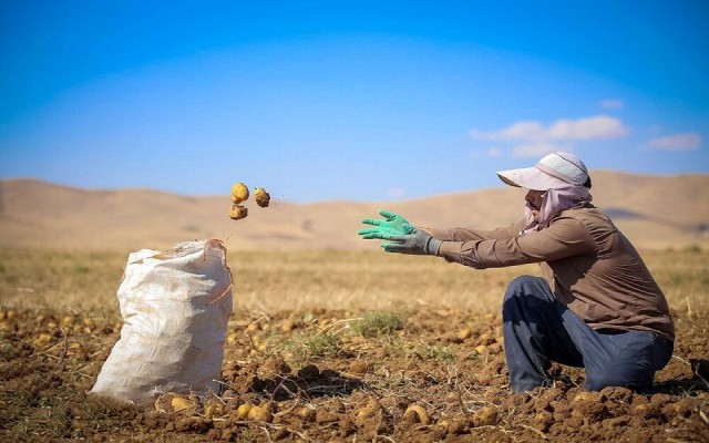 ۳۶۴ هزار گلستانی، جامعه هدف صندوق بیمه اجتماعی هستند