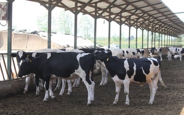 طرح بیمه فراگیر دام در استان بوشهر اجرایی می‌شود